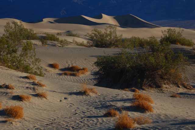 Mesquite sand dunes